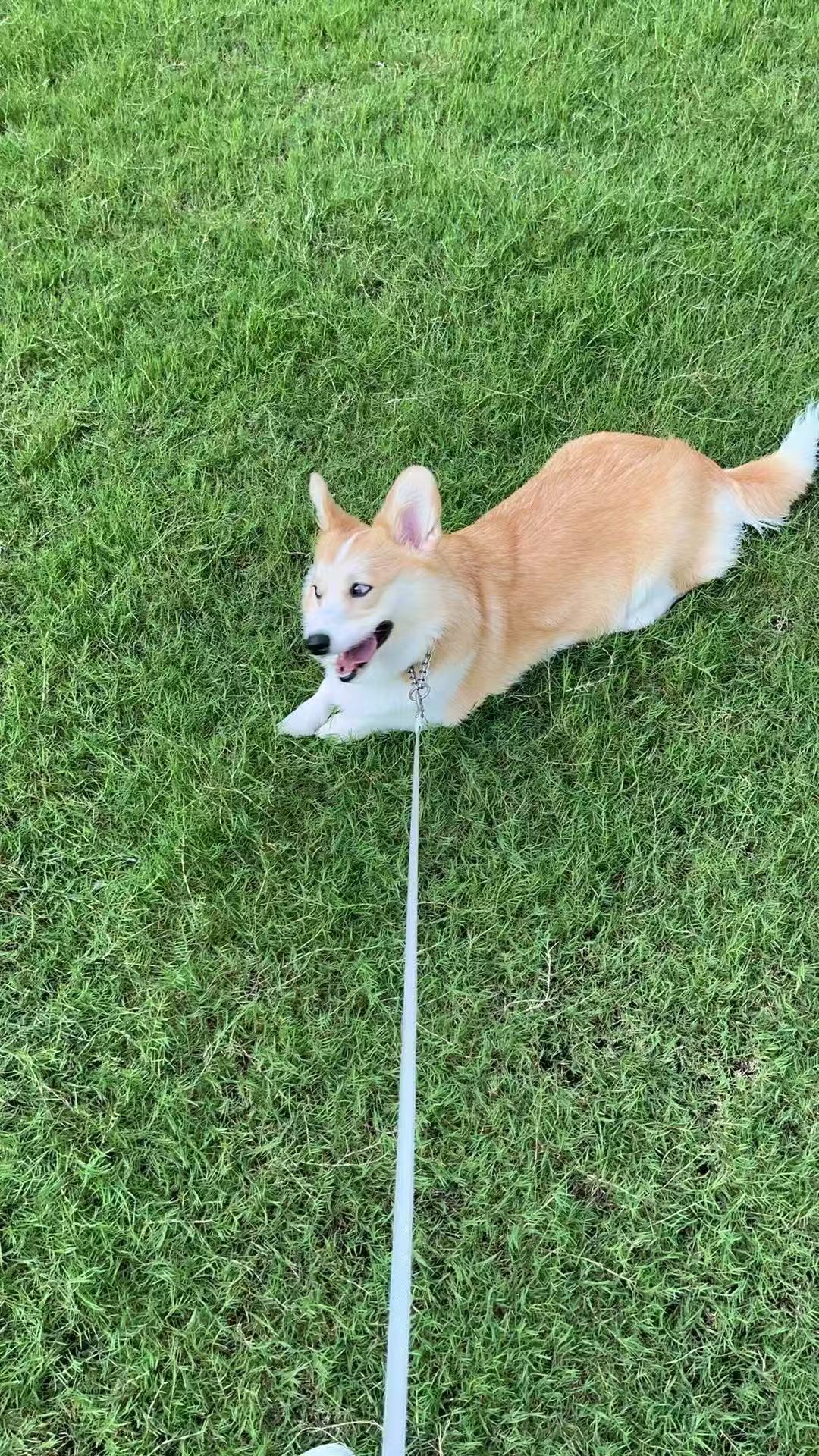 Wheaty on the grass